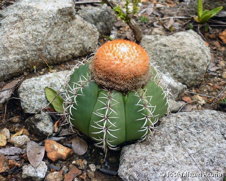 Melocactus matanzanus, Tres ceibas de Clavellinas, Matanzas, Cu ©José Miguel Acuna